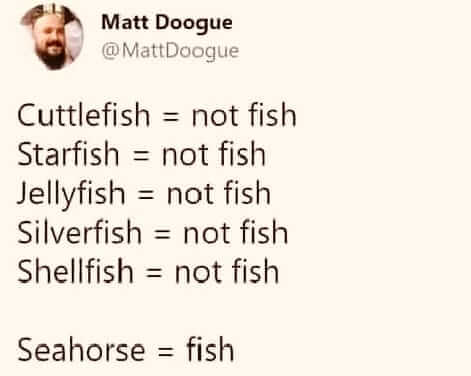 fish01.jpg