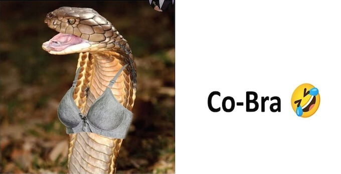 cobra02.jpg