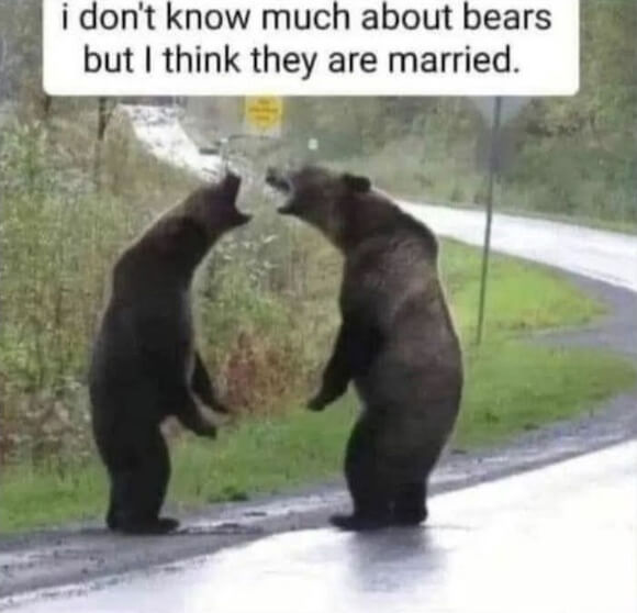 bears01.jpg